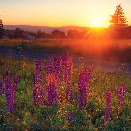 Appartement In Willingen-neerdar