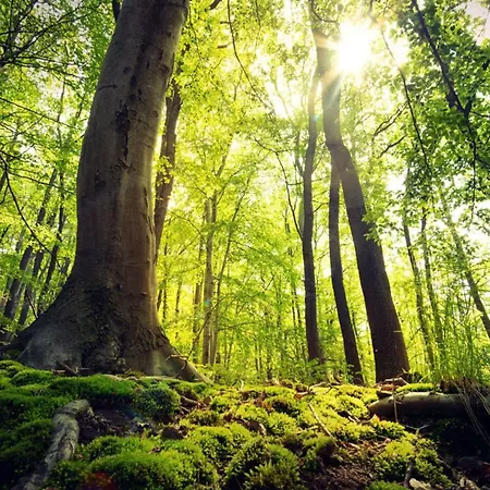 In Willingen-neerdar