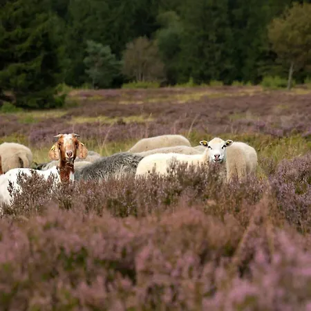 Appartement In Willingen-neerdar *