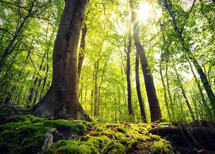 In Willingen-neerdar