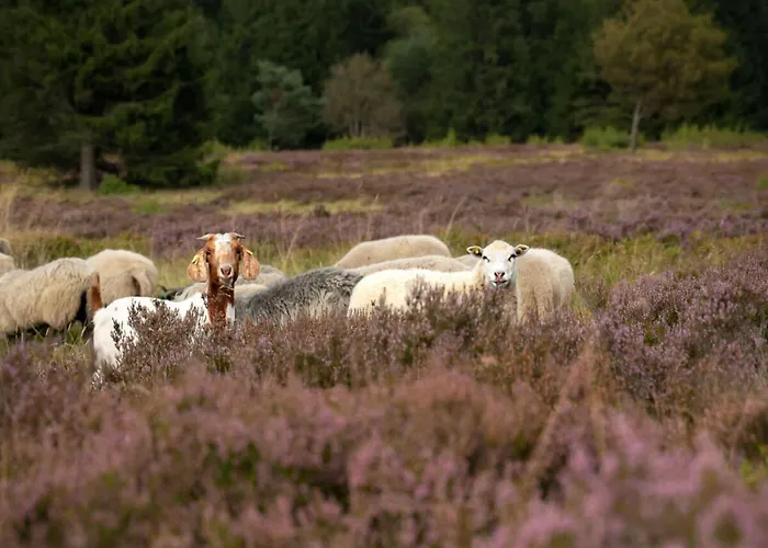Apartman In Willingen-neerdar *